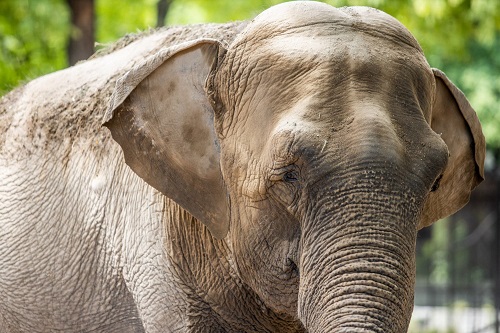ELEFANTE